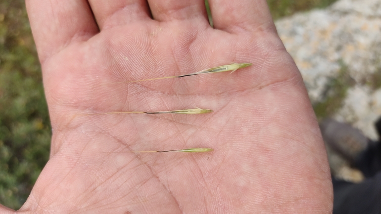 Wild oat sp.  