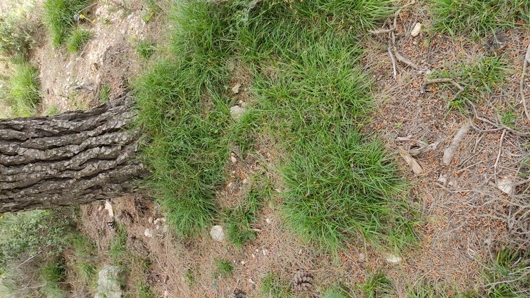 Haller's Sedge, Low Sedge  