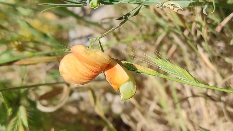 Gorgone's Vetchling  