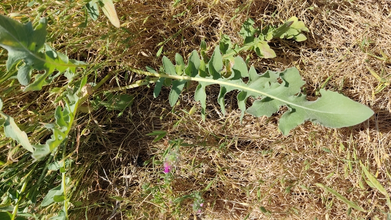 Centaurea ascalonica  