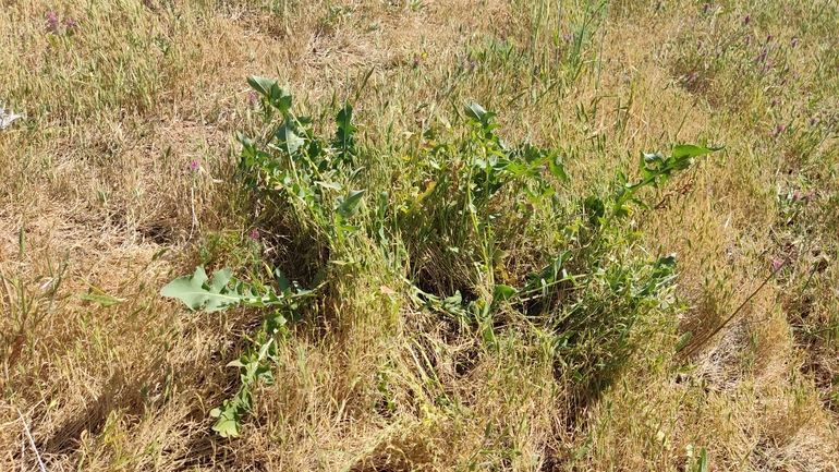 Centaurea ascalonica  