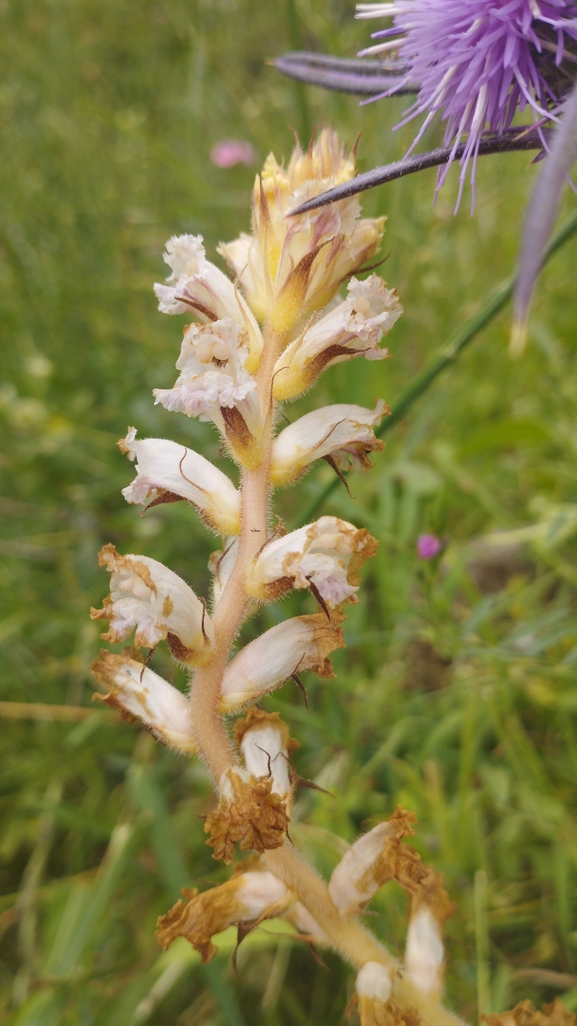 Palestine Broomrape  