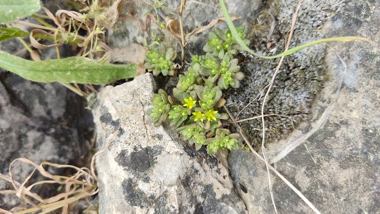 Coastal Stonecrop  