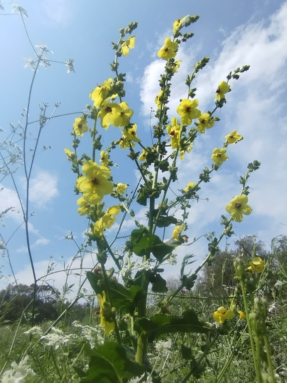 Galilee Mullein  