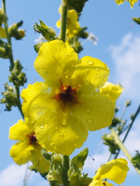 Galilee Mullein  