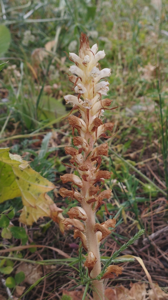 Palestine Broomrape  