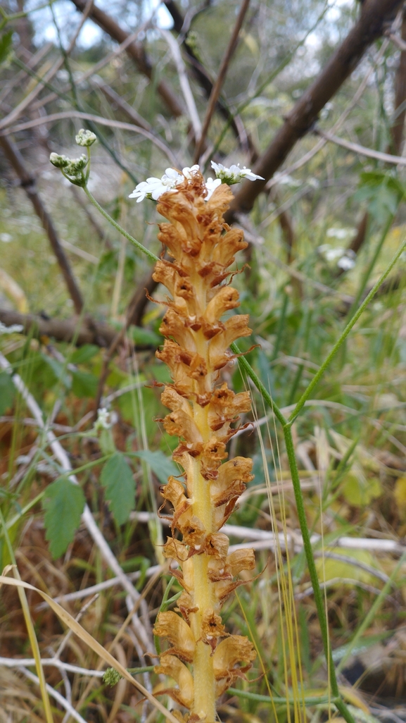 Palestine Broomrape  