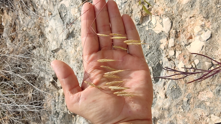 אירוס הגלבוע  צולם על ידי נעם שגב 