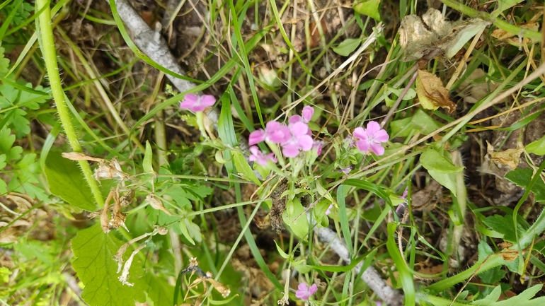 אירוס הגלבוע  צולם על ידי נעם שגב 