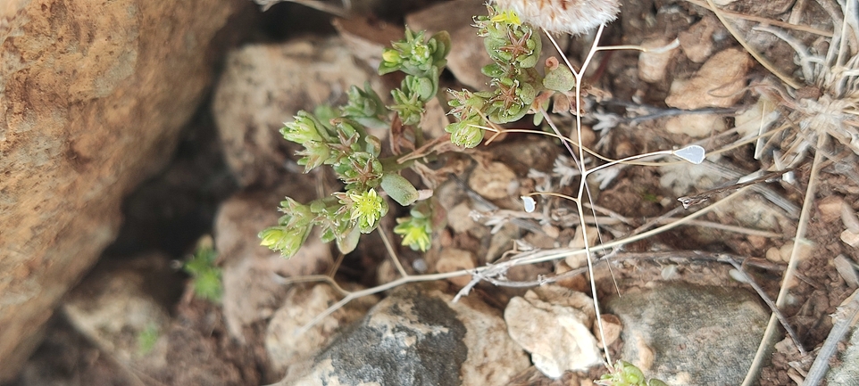 Coastal Stonecrop  