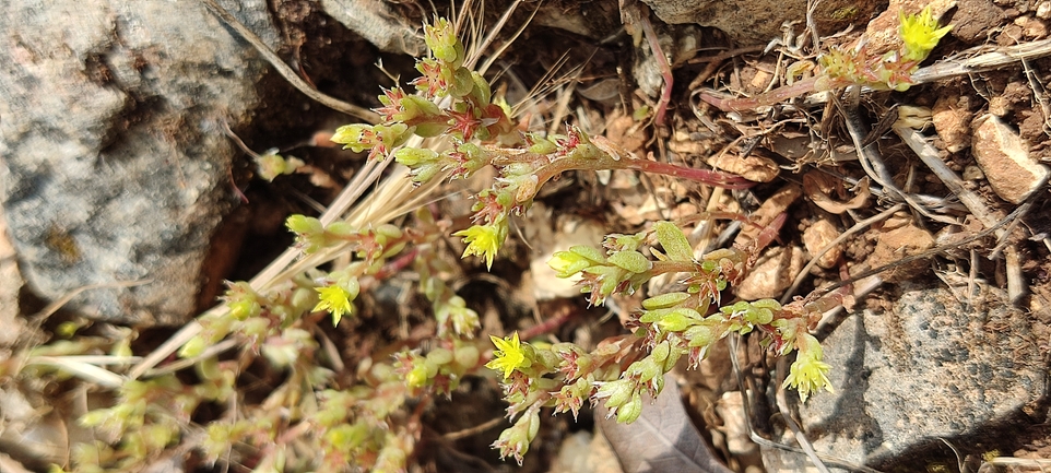 Coastal Stonecrop  