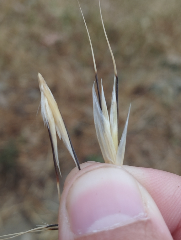 Wild oat sp.  