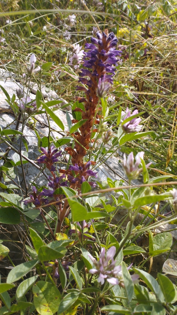 Lavender Broomrape  