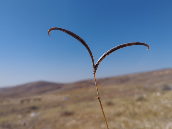 Damascus Milk-vetch  