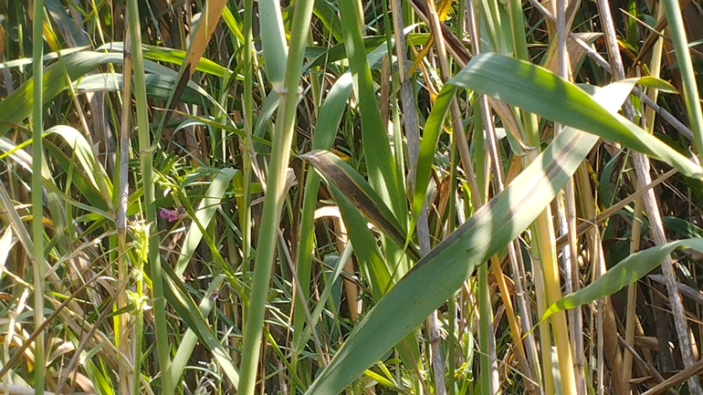 Esdraelon Vetch  