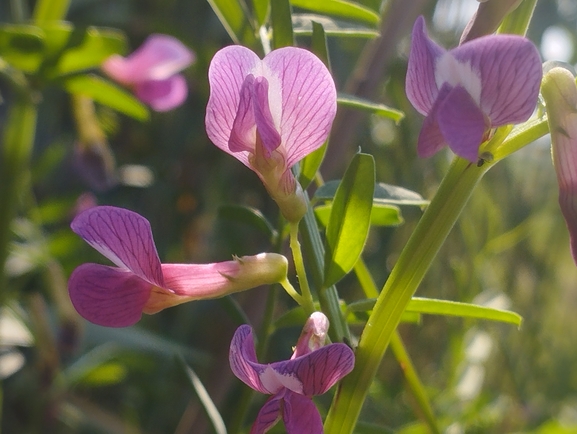 Esdraelon Vetch  