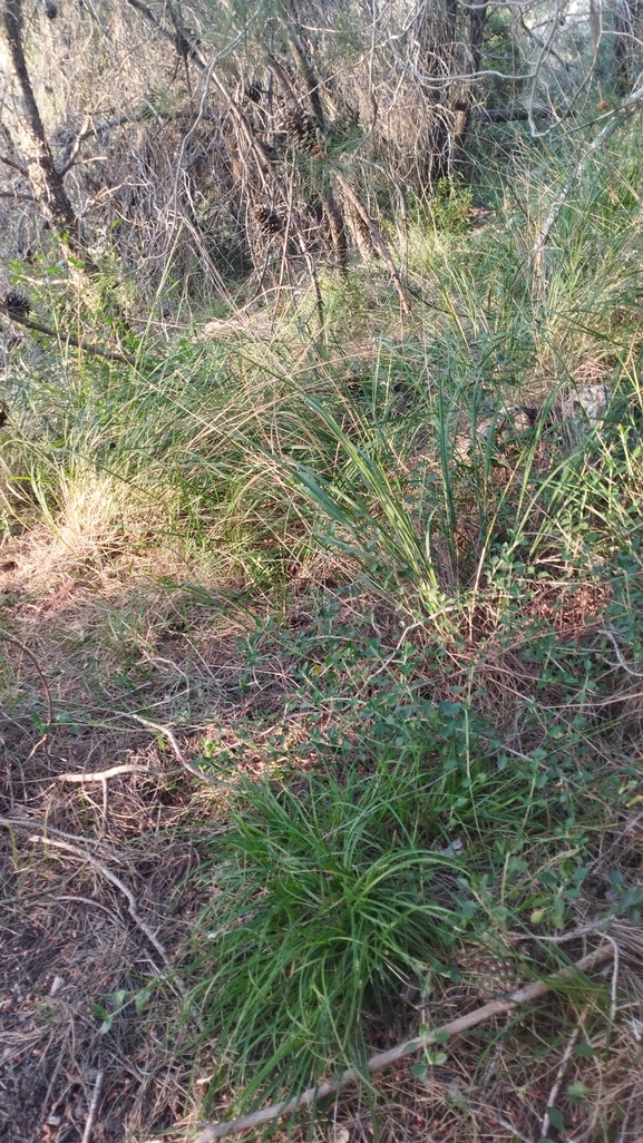 Haller's Sedge, Low Sedge  