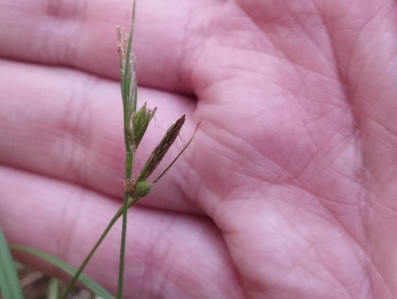 Haller's Sedge, Low Sedge  