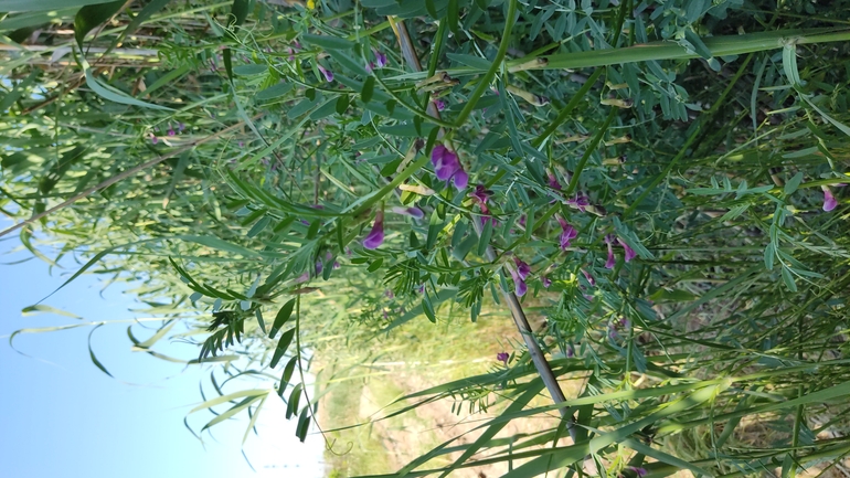 Esdraelon Vetch  