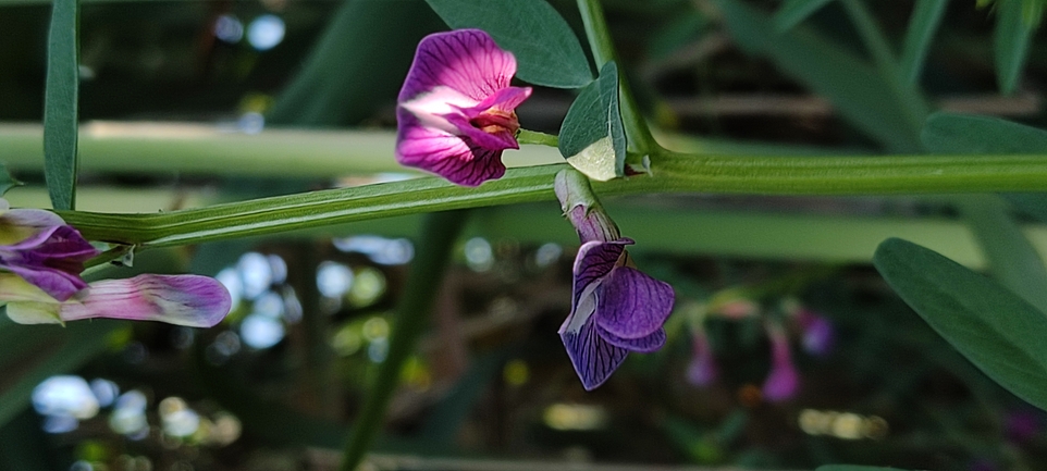 Esdraelon Vetch  