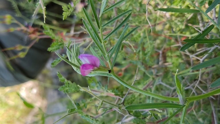 אירוס הגלבוע  צולם על ידי נעם שגב 