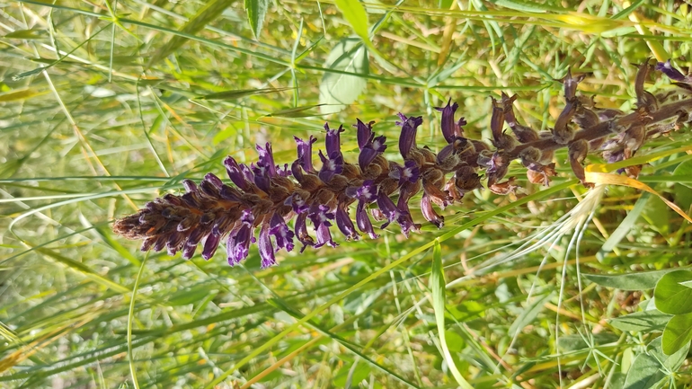 Lavender Broomrape  