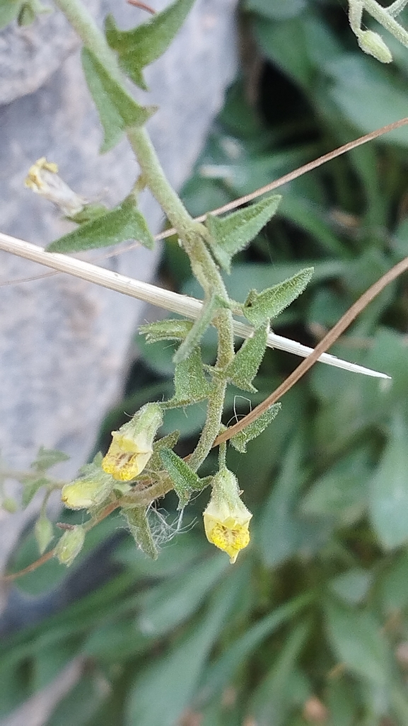 אירוס הגלבוע  צולם על ידי יהונתן רונס 