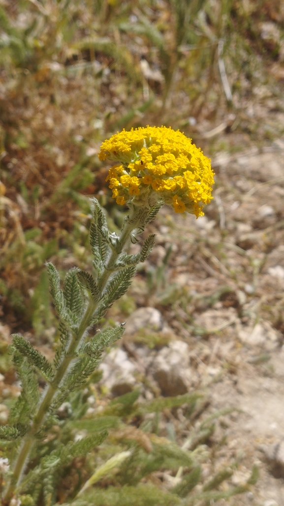 סתוונית התשבץ  צולם על ידי יהונתן רונס 