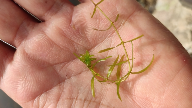 Short-leaved Water-starwort  