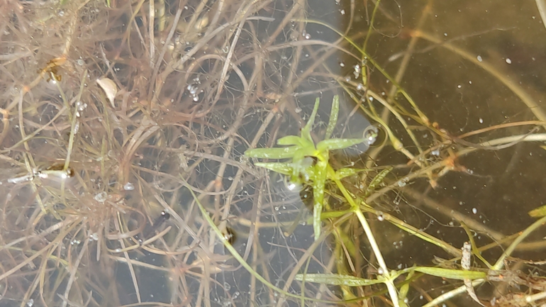 Short-leaved Water-starwort  