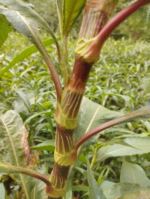 Persicaria senegalensis  