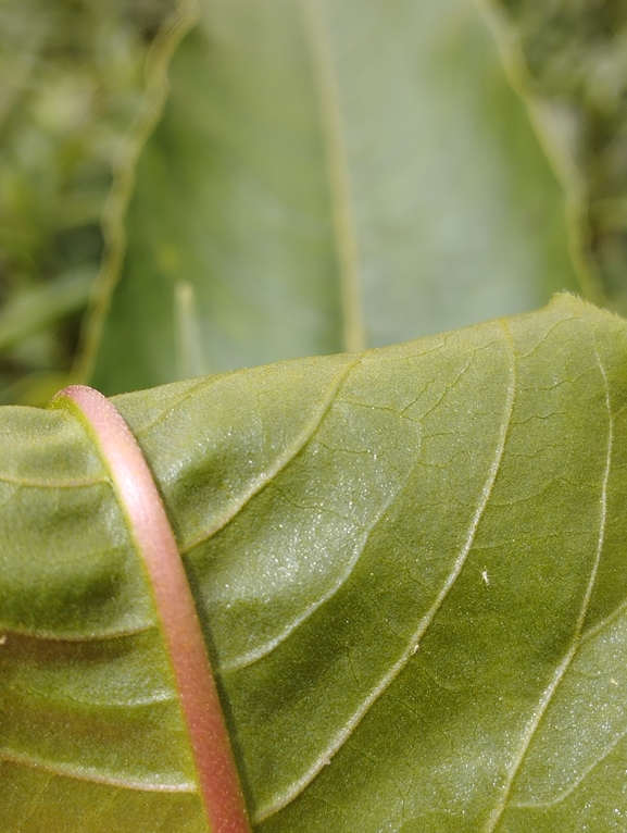 Persicaria senegalensis  