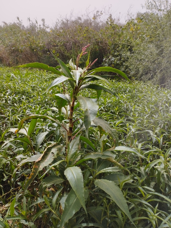 Persicaria senegalensis  