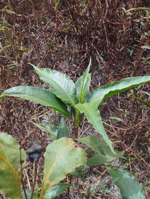 Persicaria senegalensis  