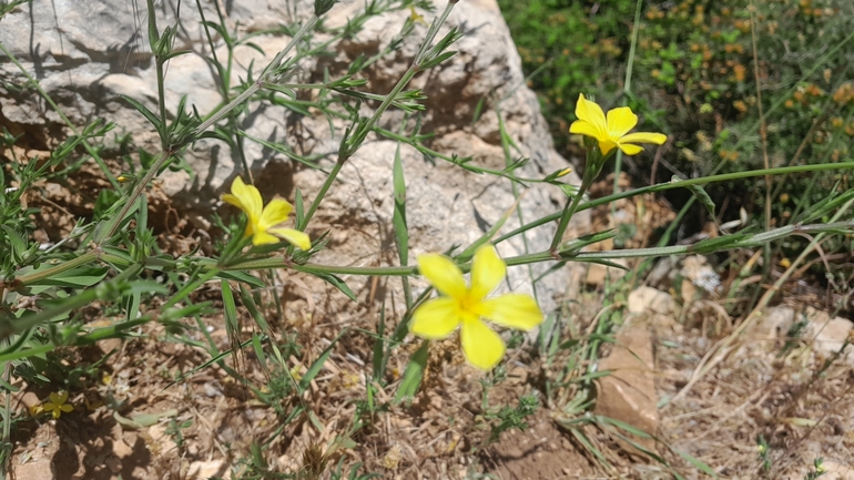 אירוס הגלבוע  צולם על ידי ענבל ביברמן 