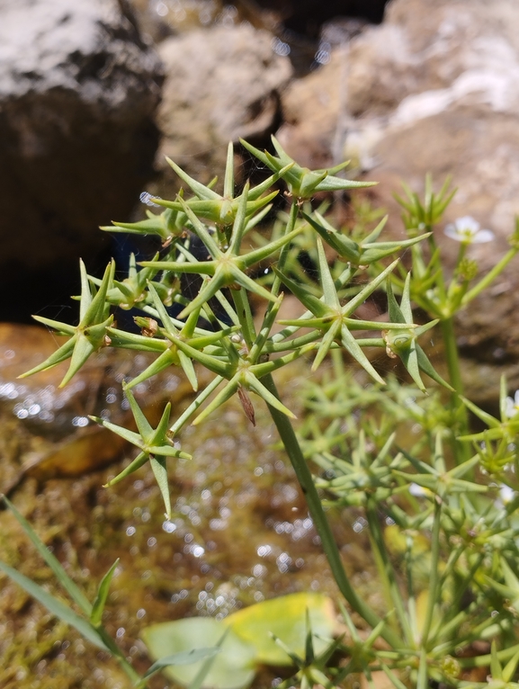 Damasonium polyspermum  