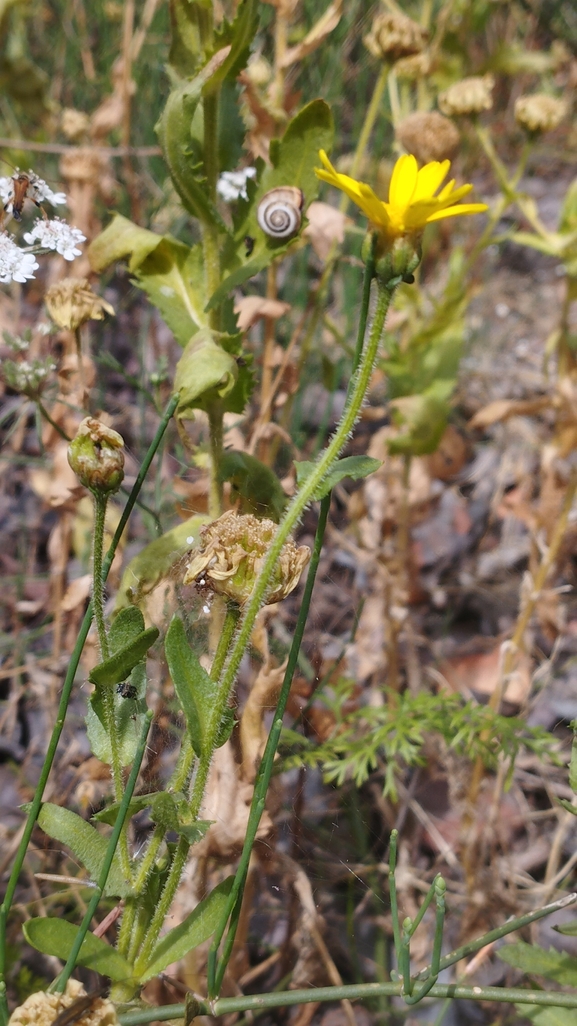 Sticky Oxeye, Spring Flower  