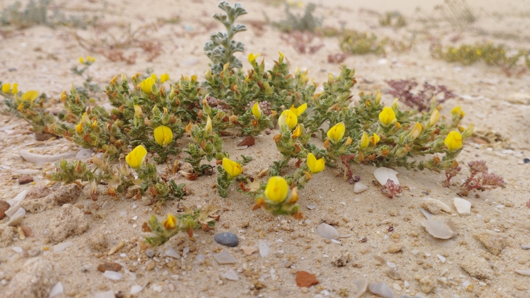 Variegated Restharrow,  Villous Restharrow  