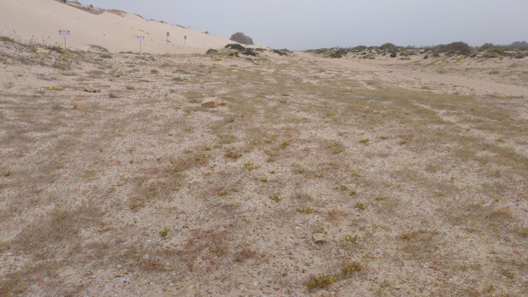 Variegated Restharrow,  Villous Restharrow  