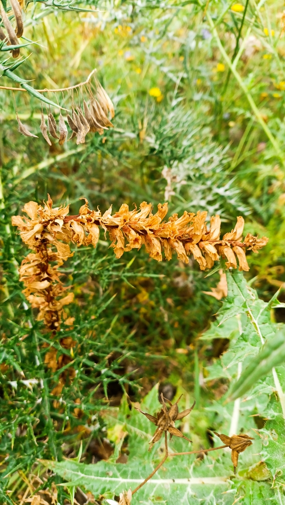 Palestine Broomrape  photographed by יונתן לבנוני 