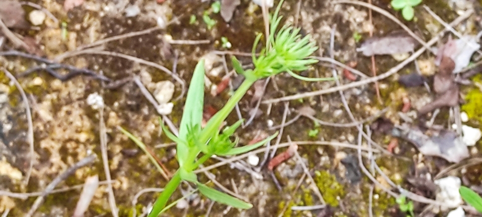 Common Centaury, European Centaury  