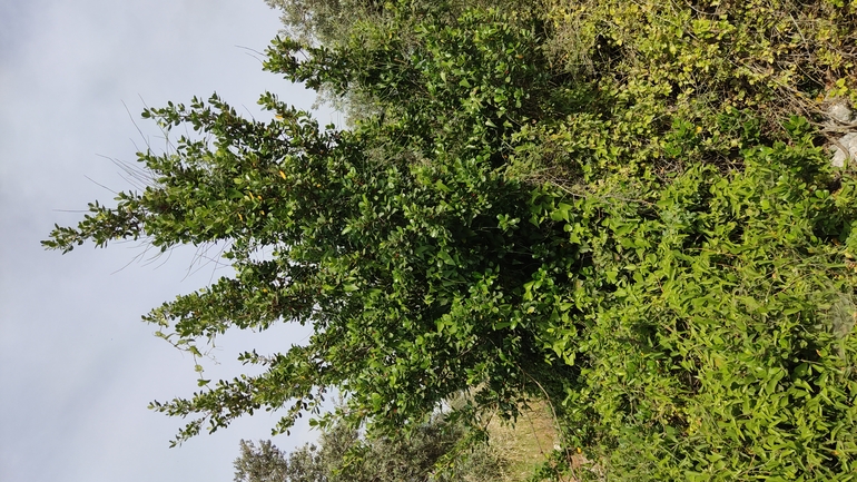 אירוס הארגמן  צולם על ידי נעם שגב 