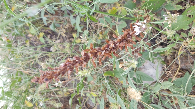 Lavender Broomrape  