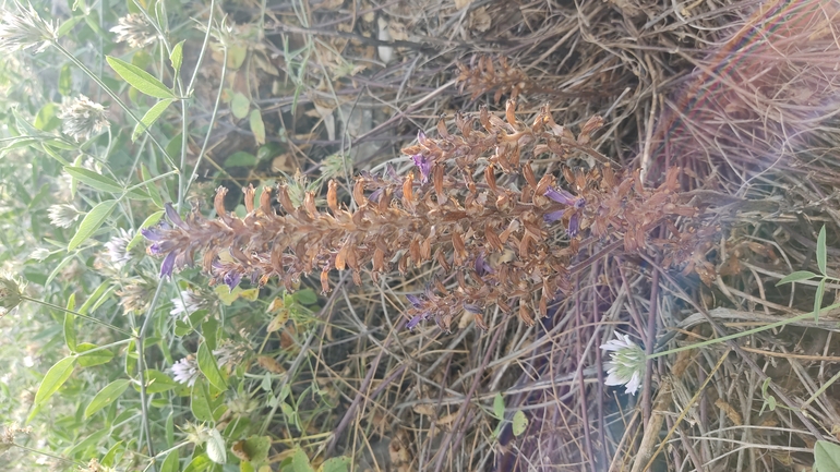 Lavender Broomrape  