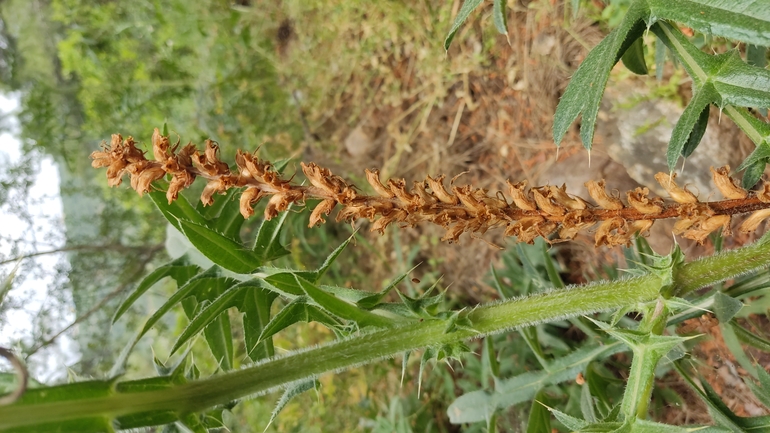 Palestine Broomrape  