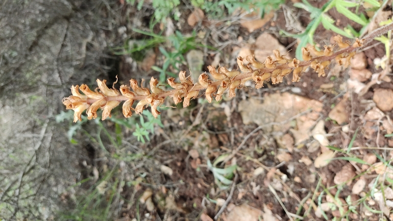 Palestine Broomrape  