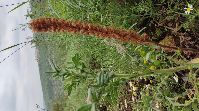 Palestine Broomrape  