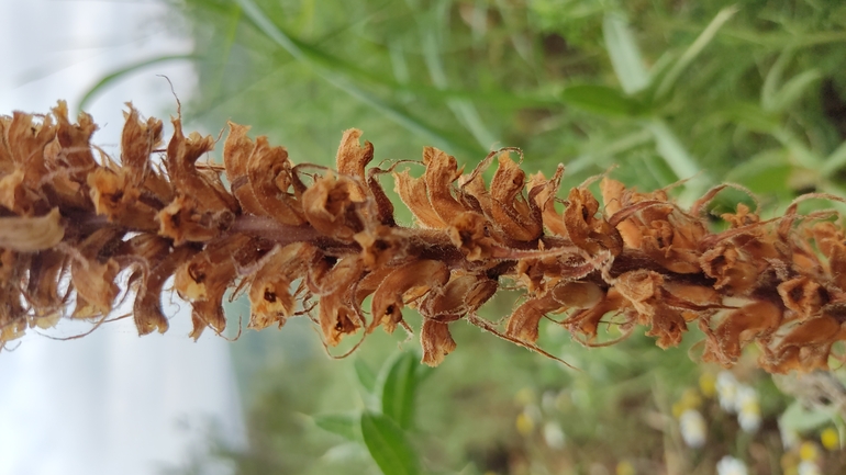 Palestine Broomrape  