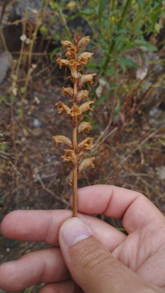 Palestine Broomrape  