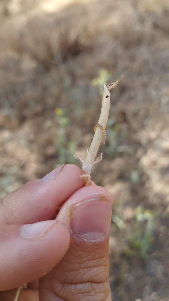 Yellow Winged Pea  